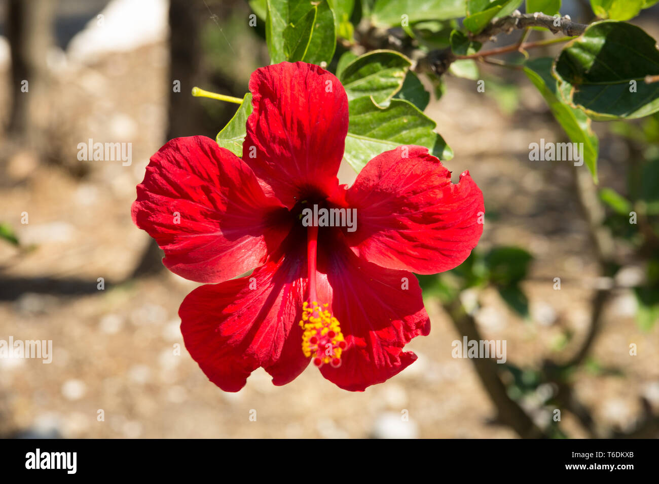 Rote Hibiskusblüte Lotusblüte Rhodos Griechenland / red hibiscus flower bloom rhodes greece Stock Photo
