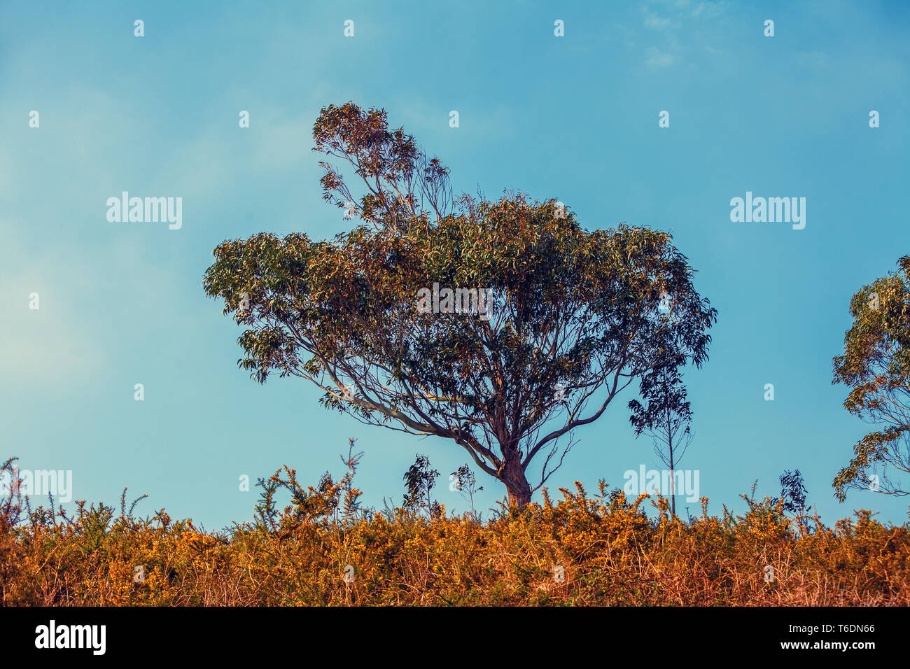 Eucalyptus trees africa hires stock photography and images Alamy