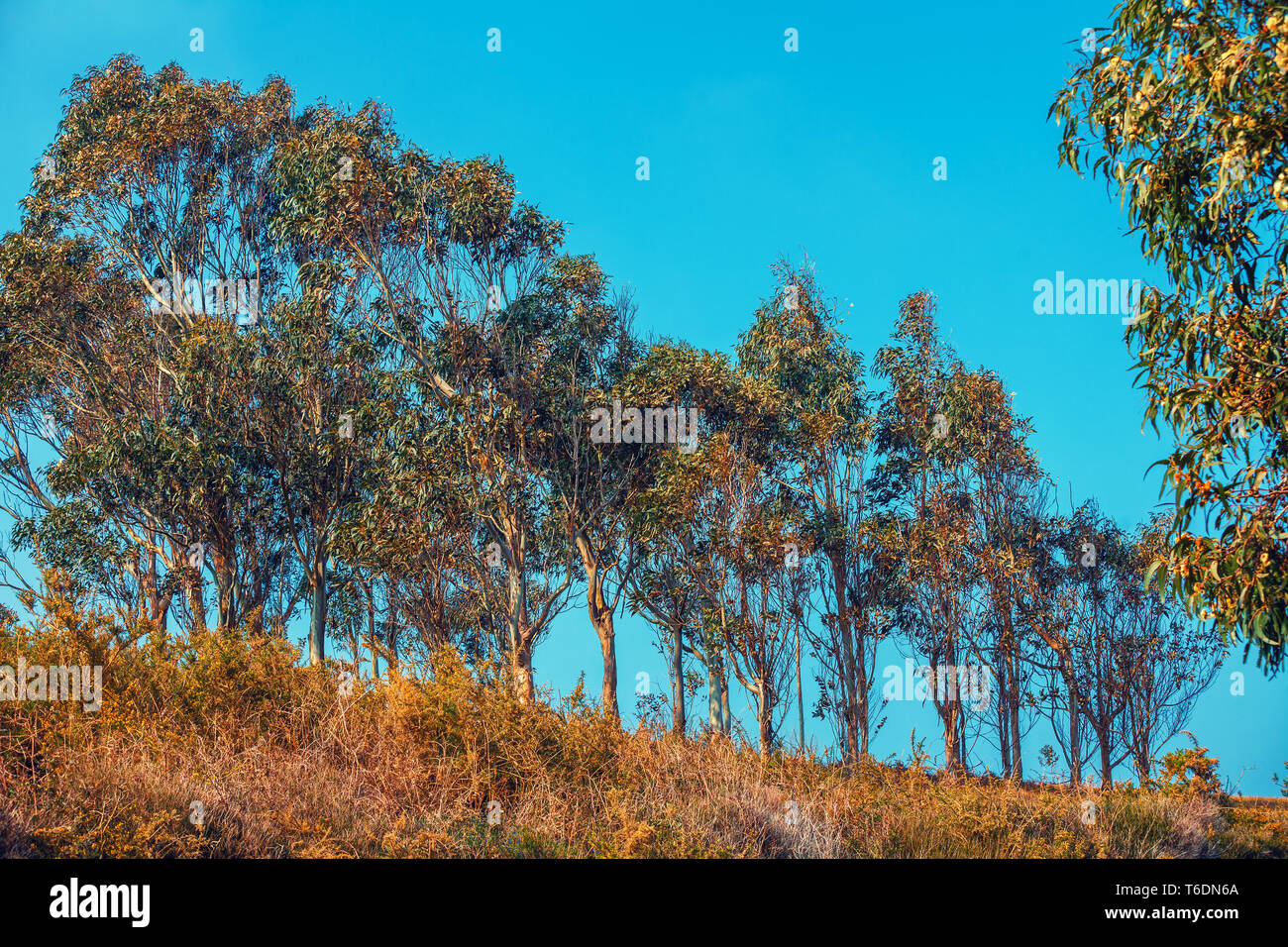 Eucalyptus trees africa hires stock photography and images Alamy