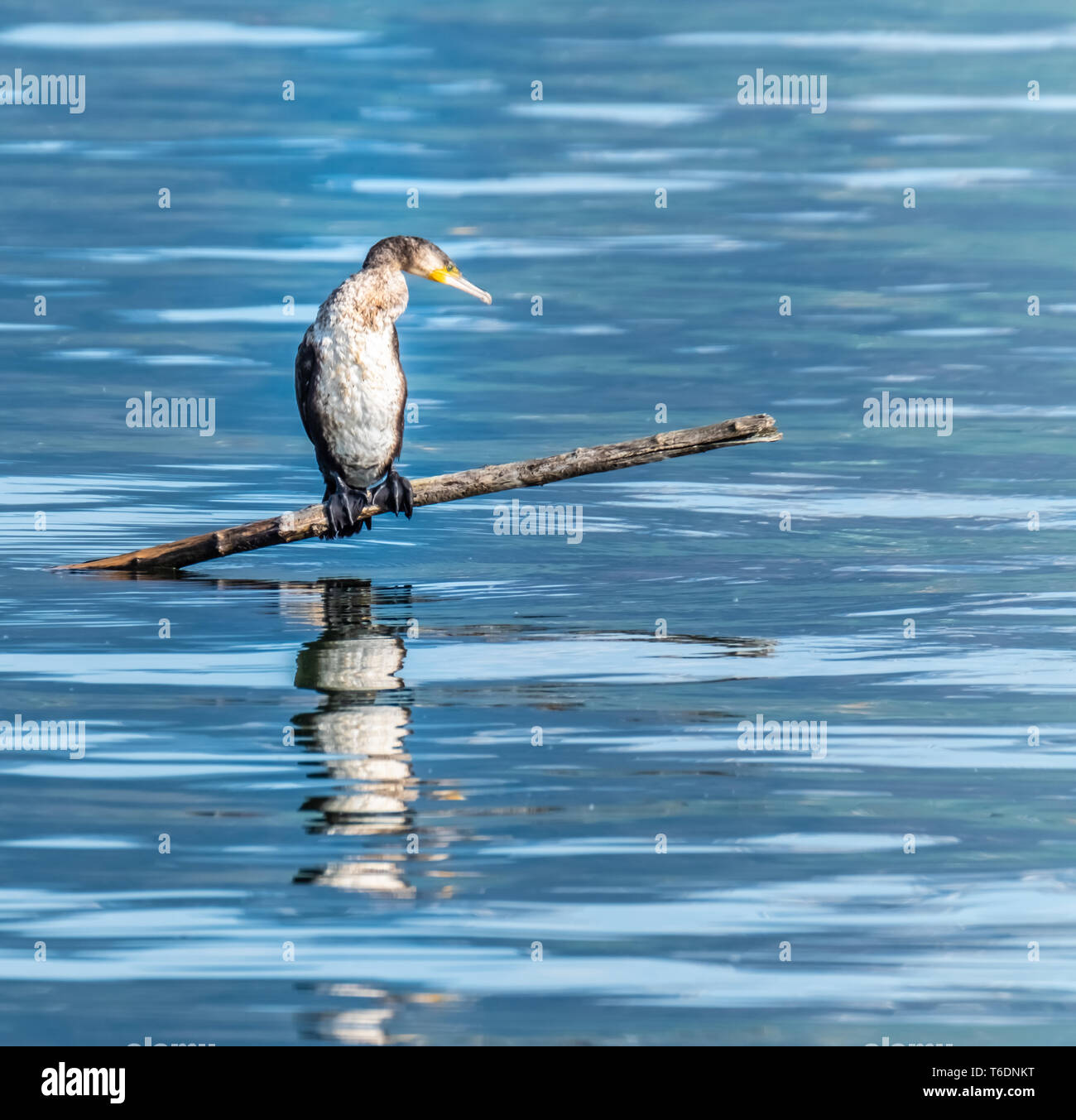 Cormorant on a tree branch on the shores of the Upper Zurich Lake near ...
