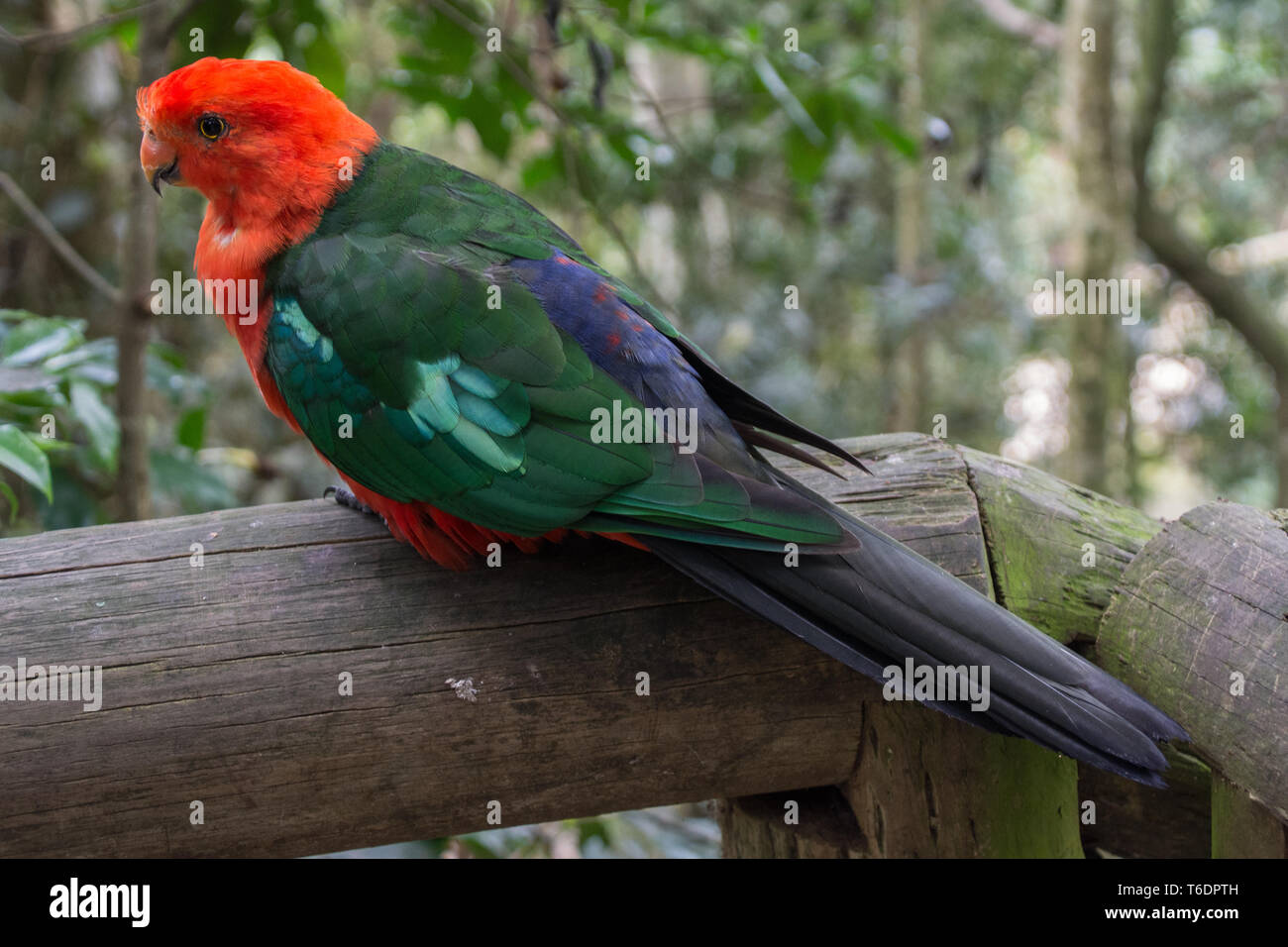 Foranderlig Renovering ting Australian king parrot (Alisterus scapularis), Birds of Eden, Plettenberg  Bay, South Africa Stock Photo - Alamy