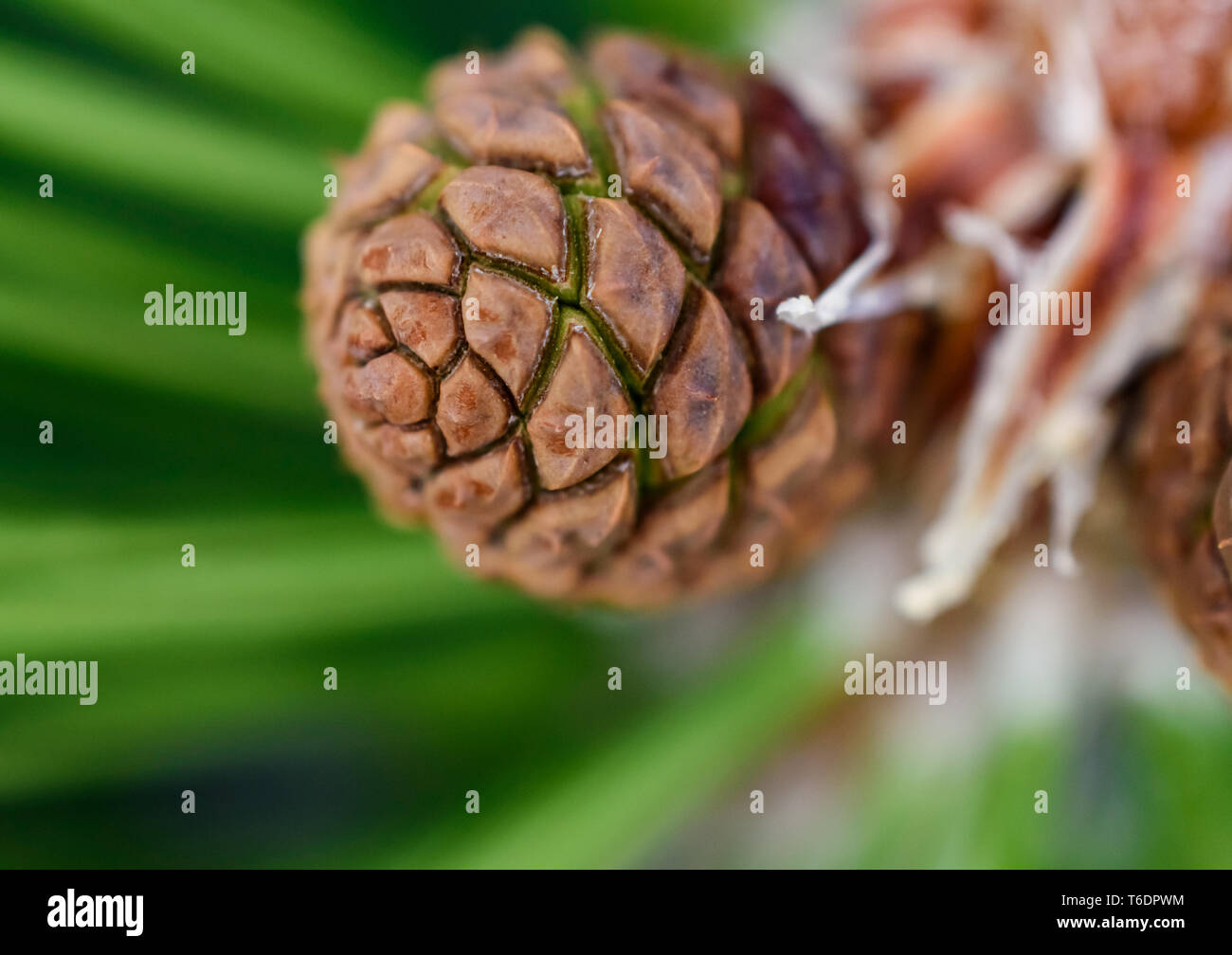 Closeup (macro) View of Red Pine (Pinus resinosa) Female Seed Cone (Pinecone) in Early Spring Stock Photo