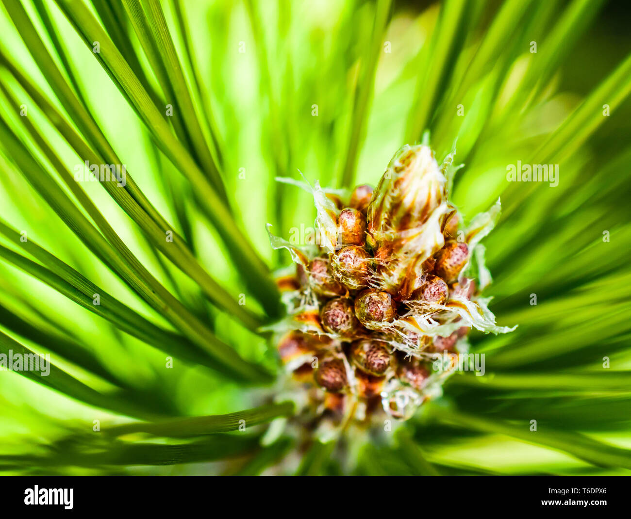 Closeup (macro) View of Red Pine (Pinus resinosa) Male Pollen Cone (Pinecone) in Early Spring Stock Photo