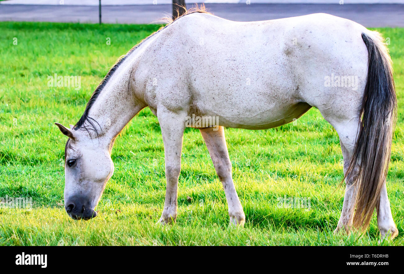 Elegant and Graceful Mare (Female Horse) Grazing on Fresh Grass -  Equine Coat Color of Fleabitten Gray - Beautiful Stock Photo