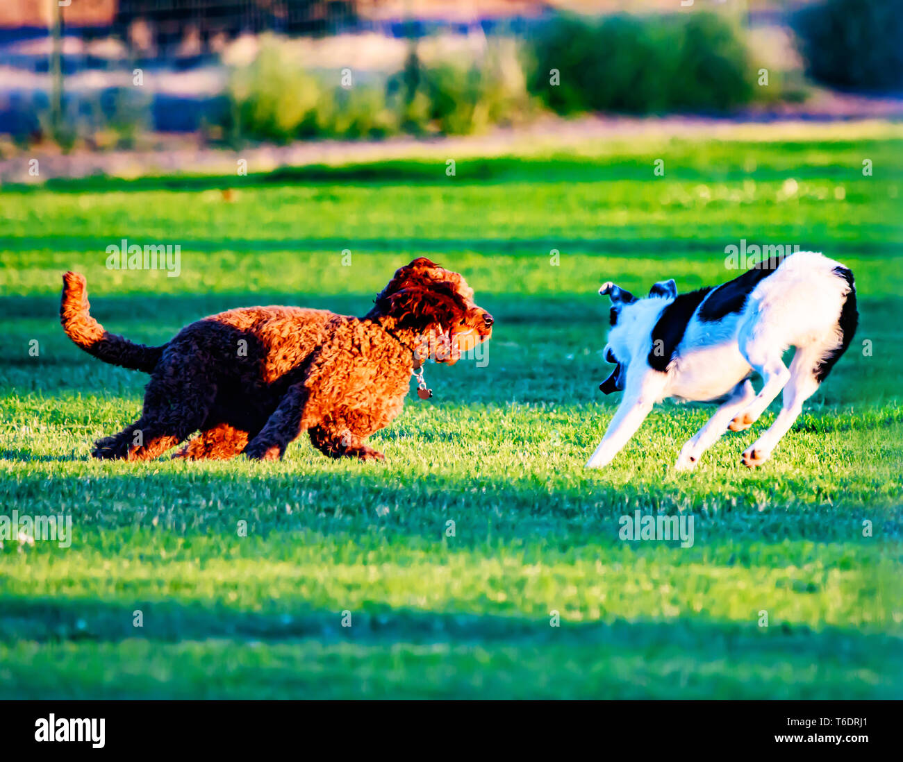 Best Buddies Playing a Game of Fetch (Canine - Dogs: Red Labradoodle and Multi-Breed) Stock Photo