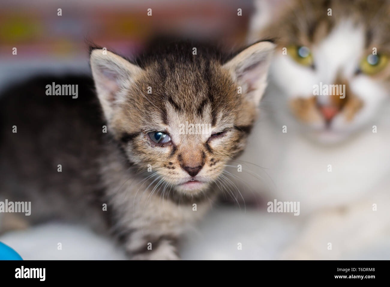 kitten with conjunctivitis and his mother on the blurred background ...