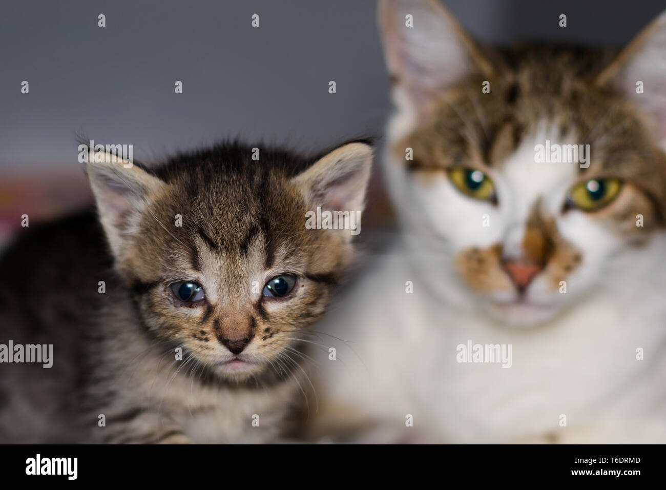 kitten with conjunctivitis and his mother on the blurred background ...
