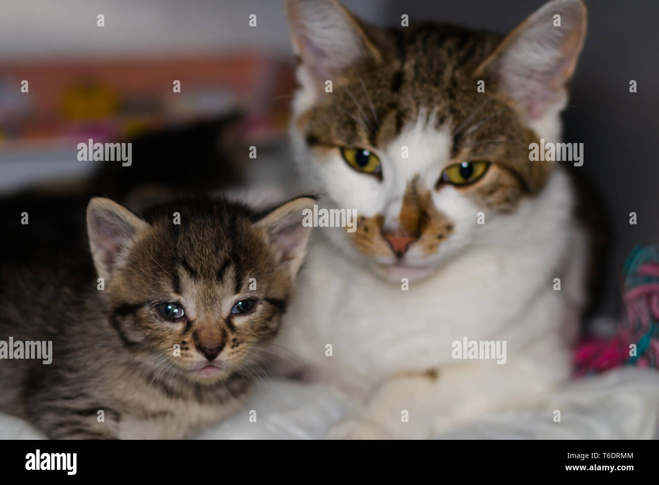 kitten with conjunctivitis and his mother on the blurred background ...