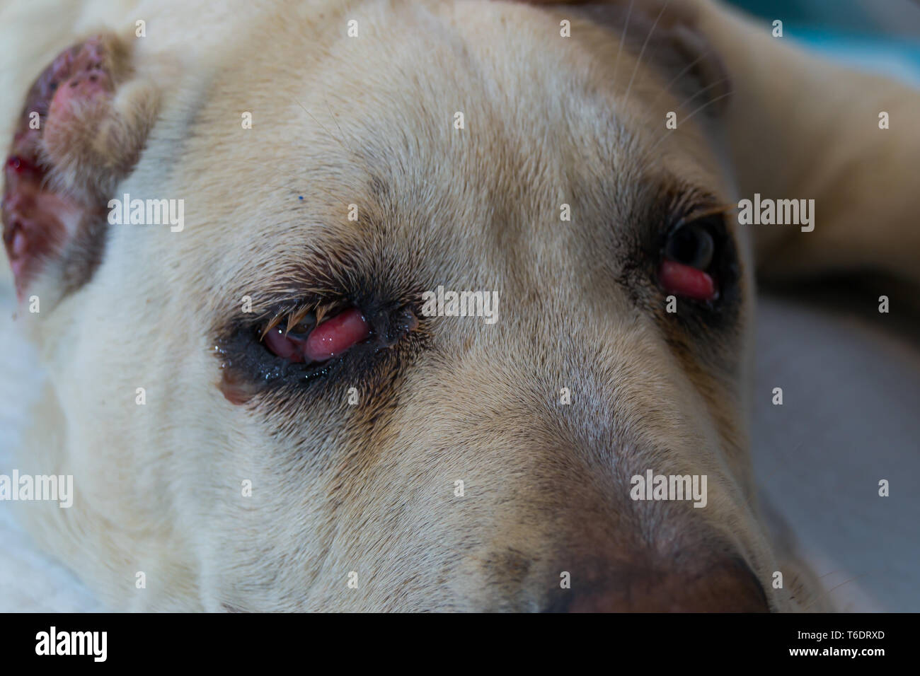 Cane Corso Dog Breed With Cherry Eye Stock Photo 244937237