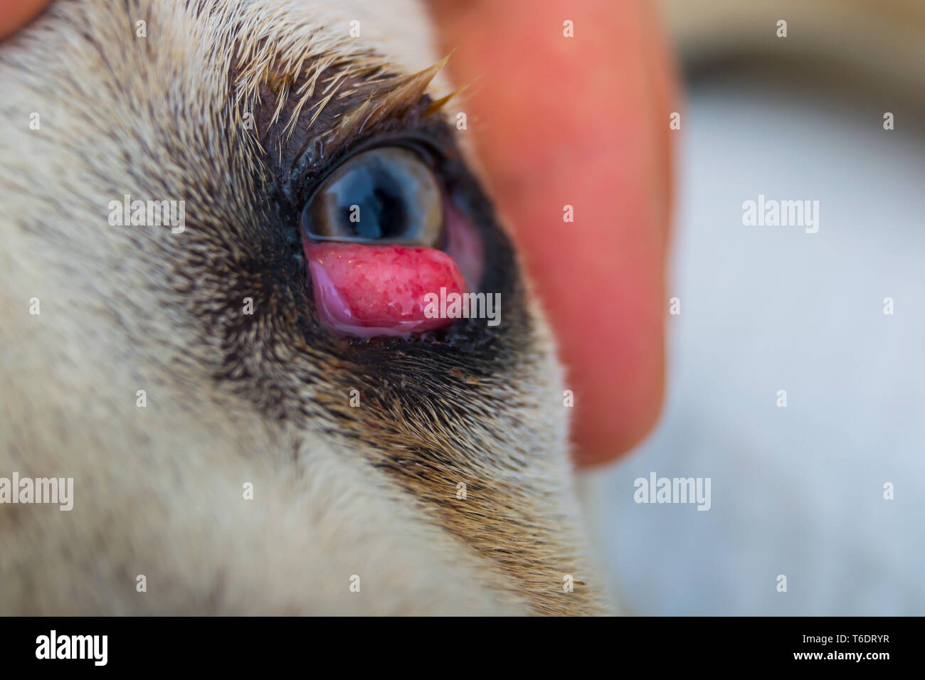 cane corso dog breed with cherry eye Stock Photo - Alamy