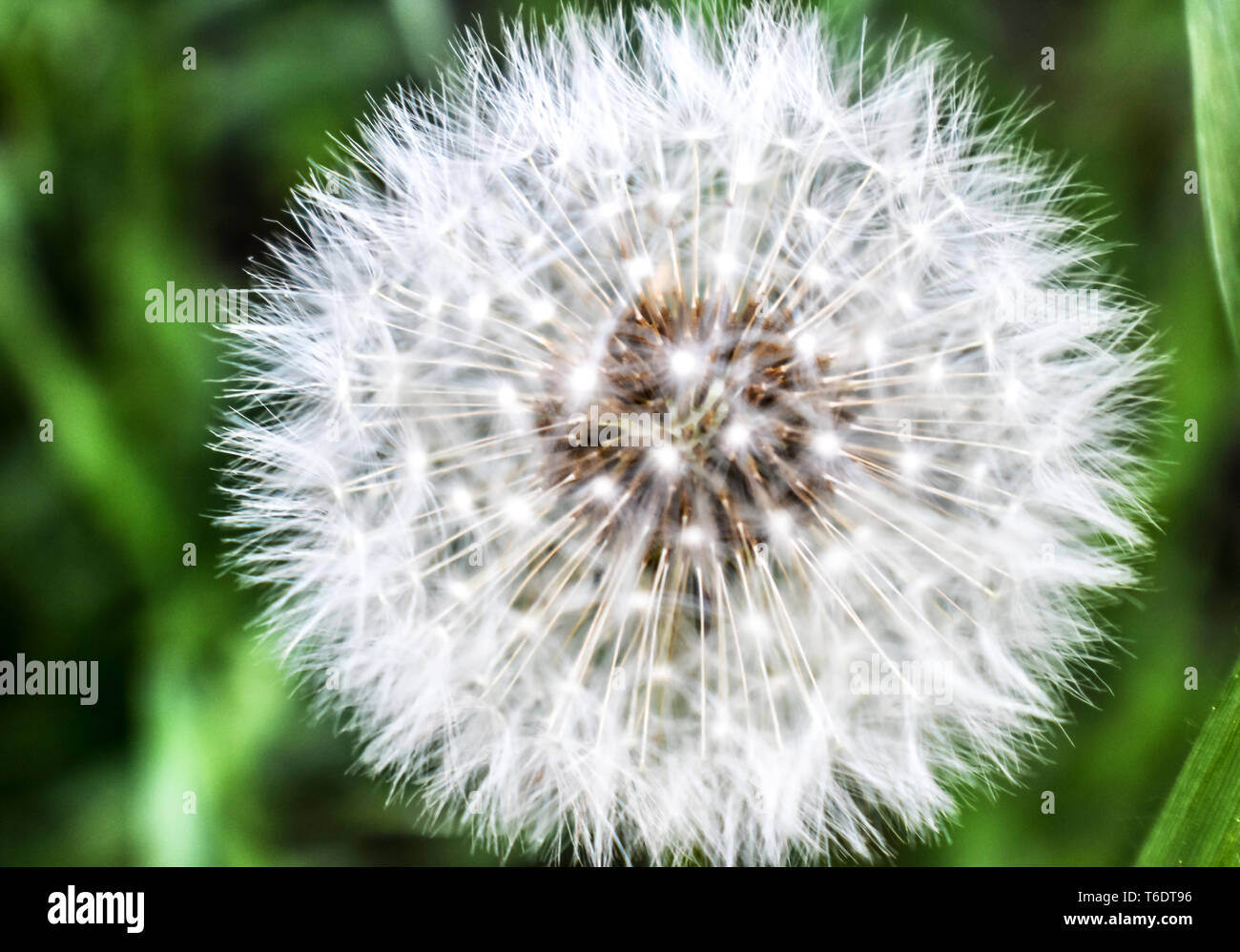 Gorgeous closeup of Wispy White Dandelion Puff Stock Photo