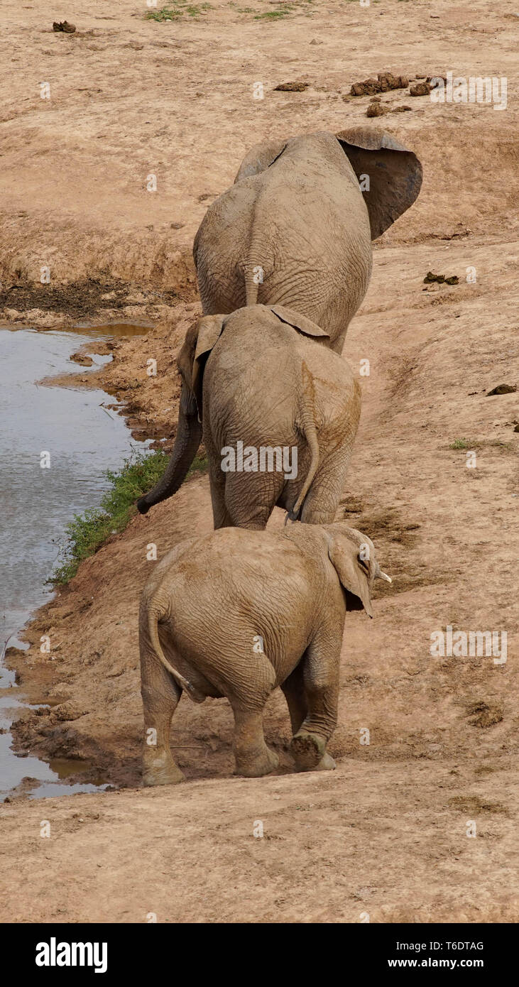 Elephant in Addo Elephant Park, South Africa Stock Photo