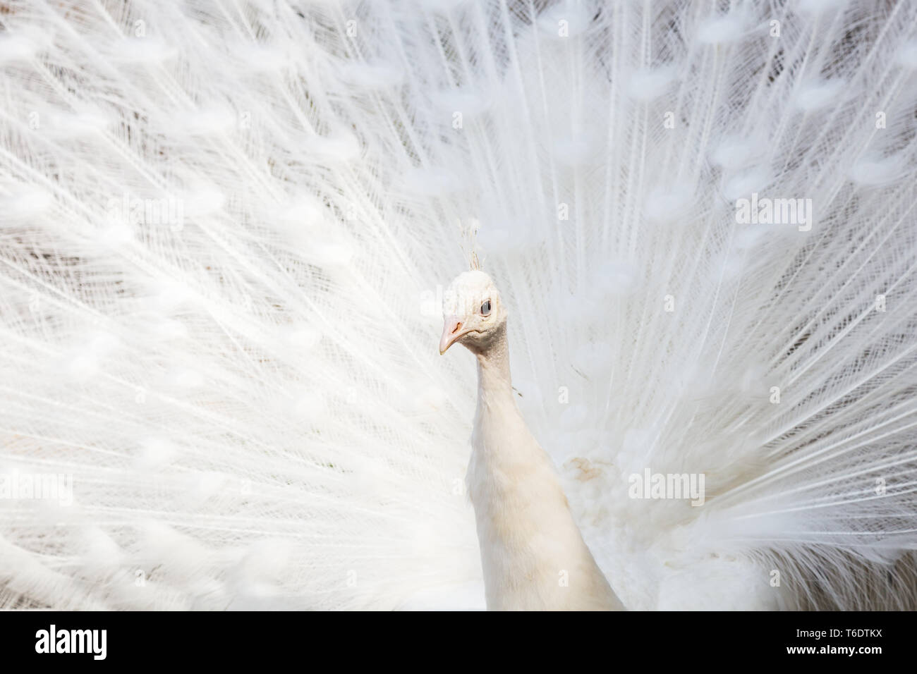 Frame filling image of a white Peafowl with its wings out seen in the spring time of 2019 in Norfolk, England. Stock Photo