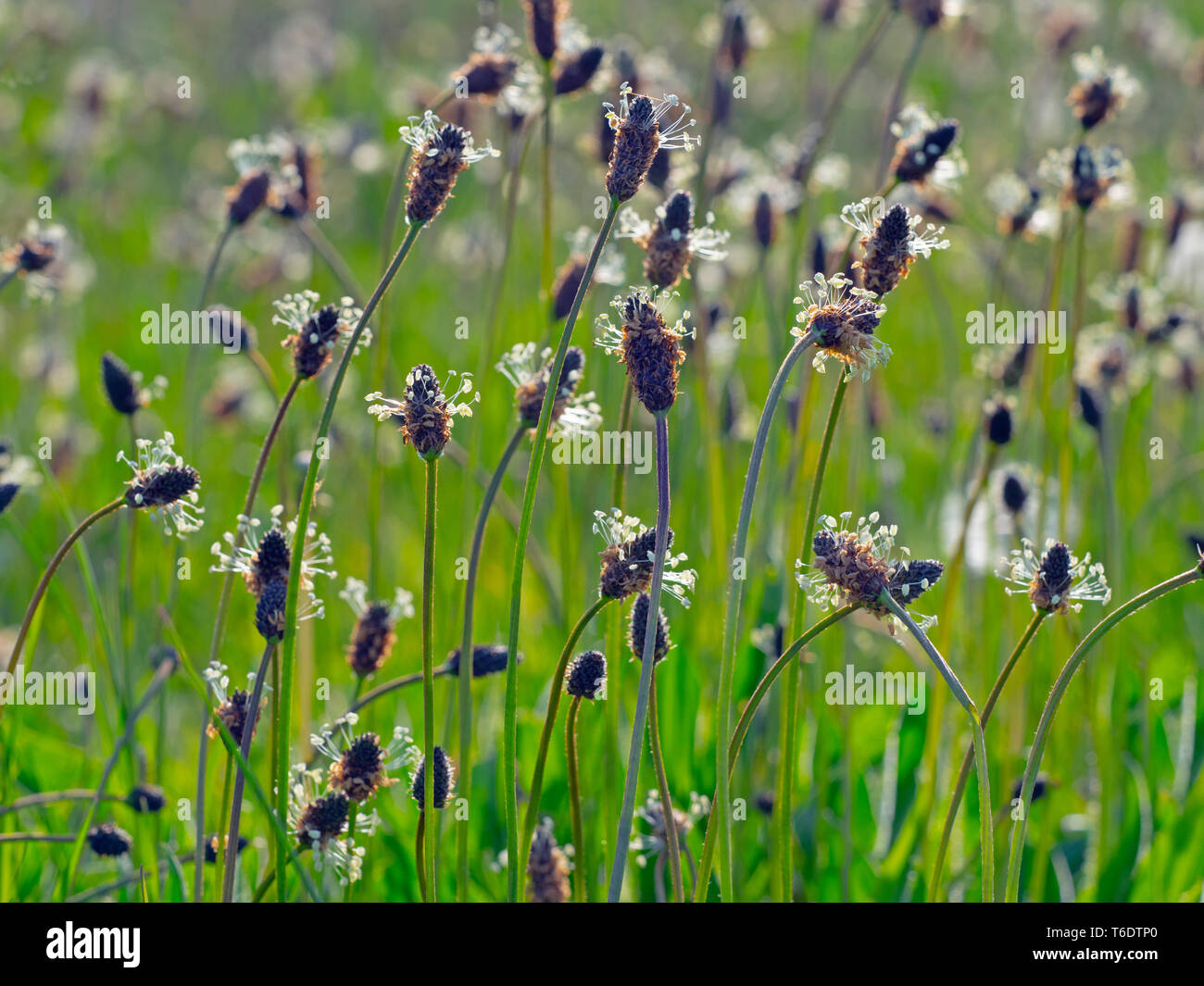 Ribwort Plantago lanceolata in grazing meadow Stock Photo