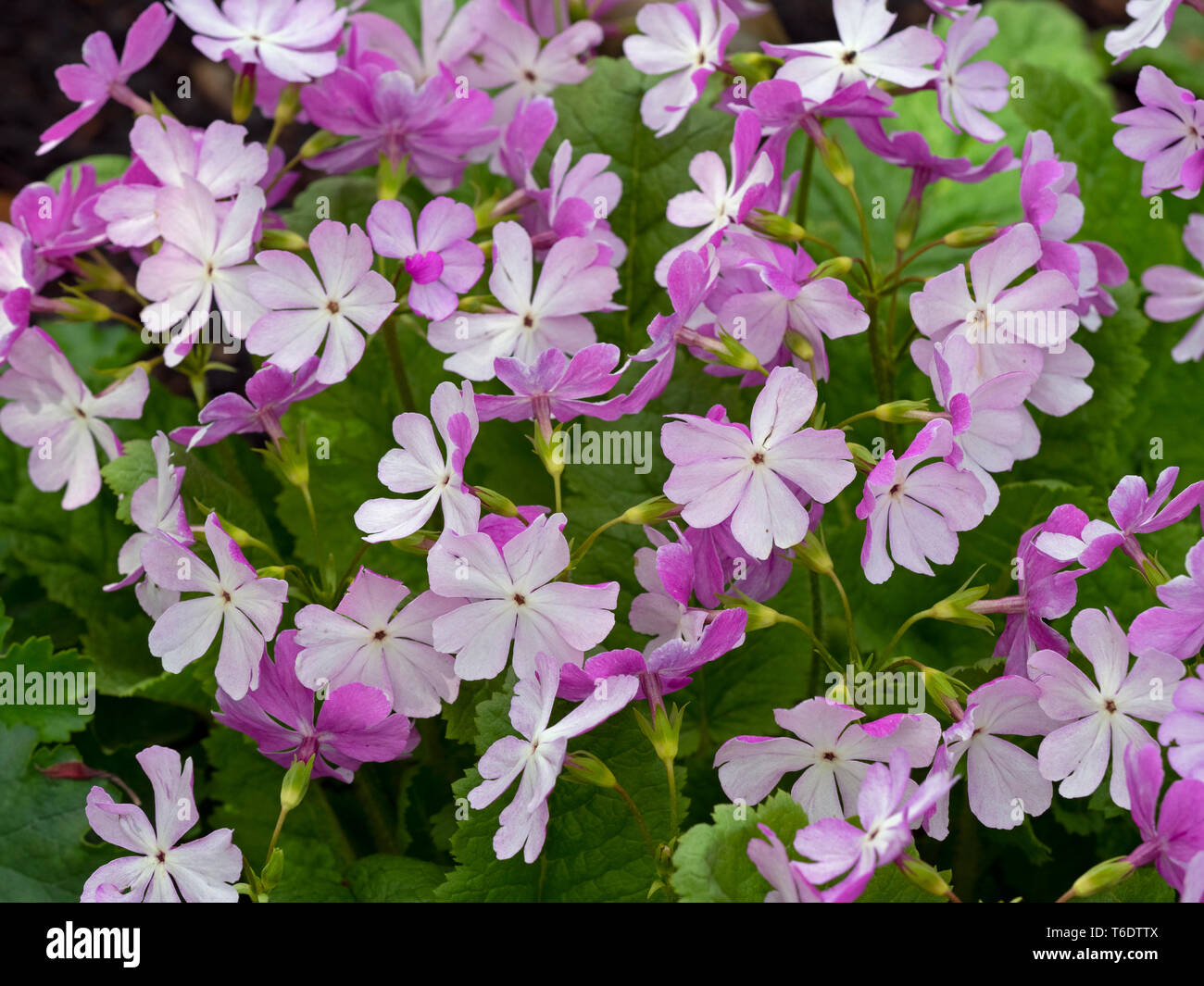 Japanese primrose Primula sieboldii, Stock Photo