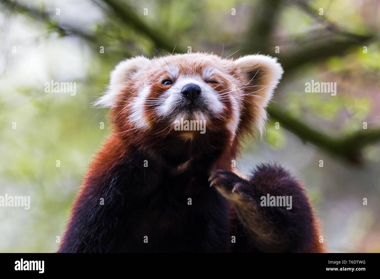 A Red Panda sits on a branch of a tree as it scratches itself during ...