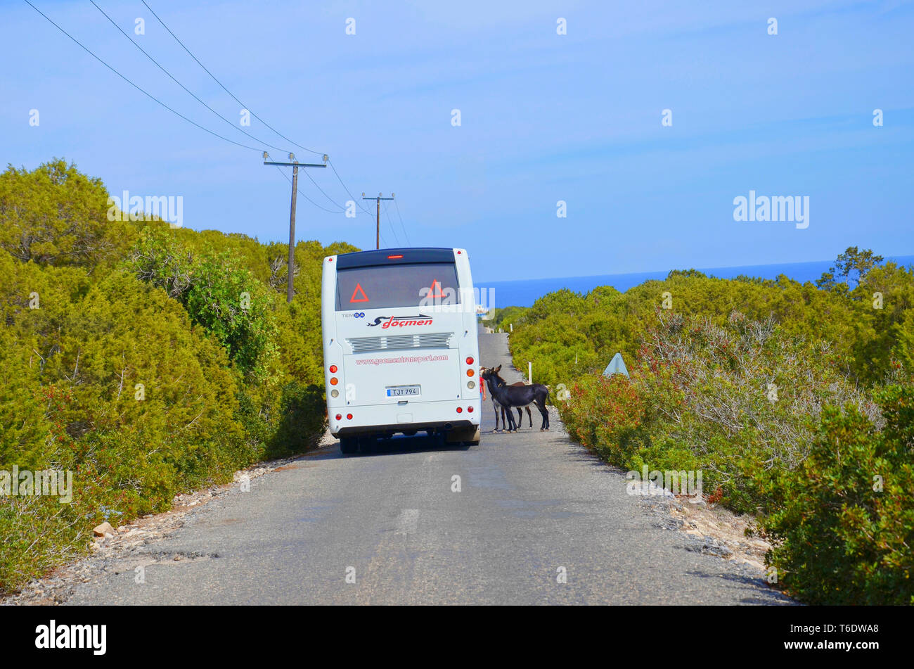 Karpas Peninsula, Turkish Northern Cyprus - Oct 3rd 2018: Two donkeys standing on the road next to the tourist bus. Wild donkeys are local attraction. Stock Photo