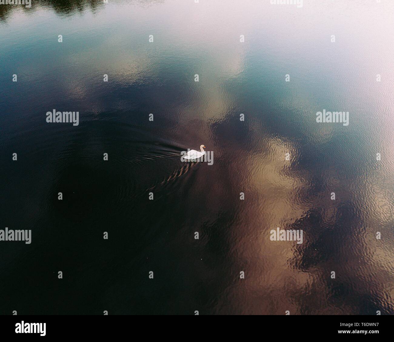 A beautiful swan swimming in a lake Stock Photo - Alamy
