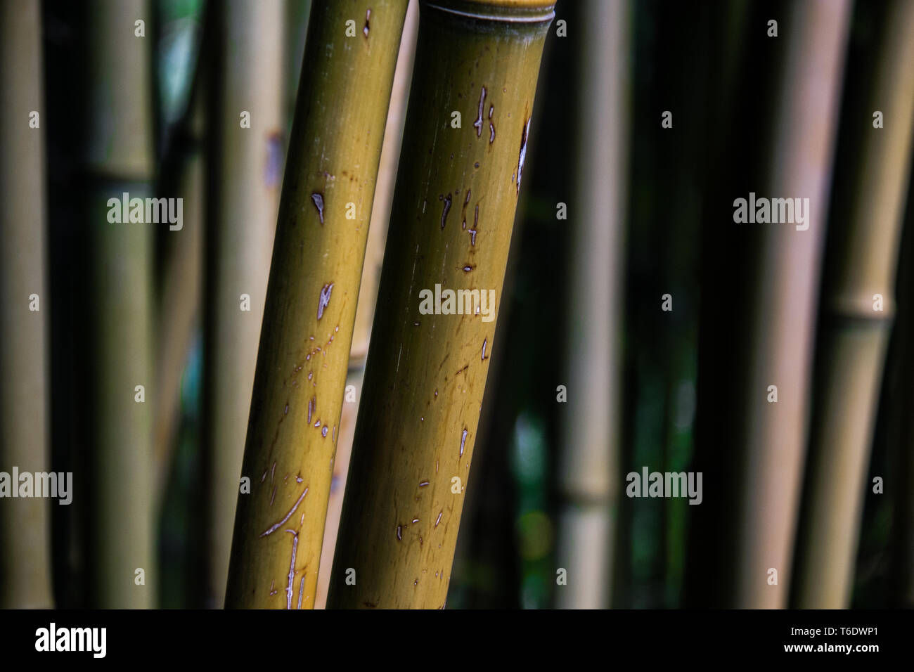 Bamboo forest in the Gardens. France Stock Photo Alamy