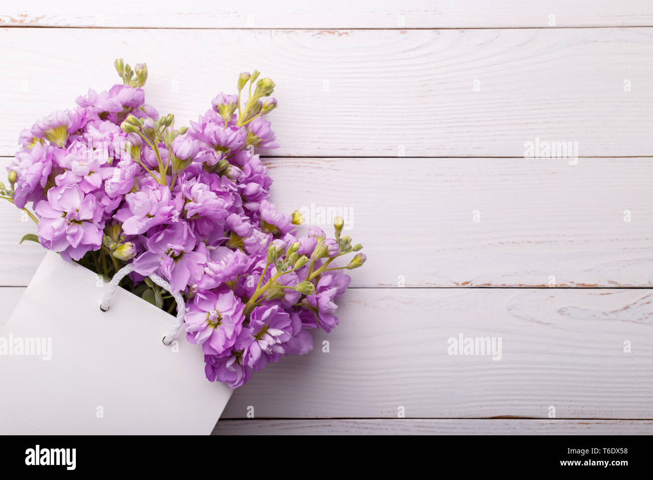 Lilac matthiola flowers Stock Photo