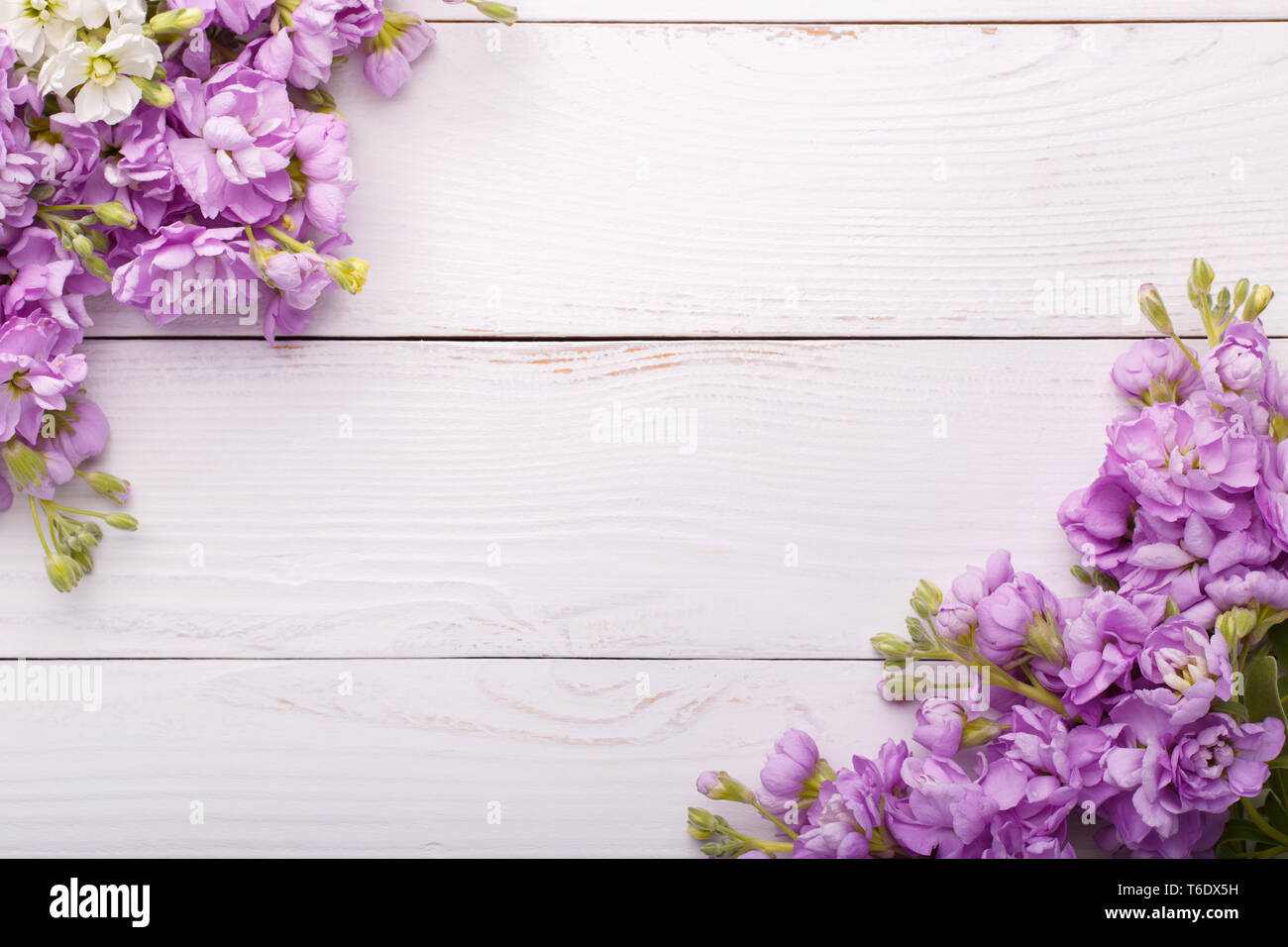 Lilac matthiola flowers Stock Photo