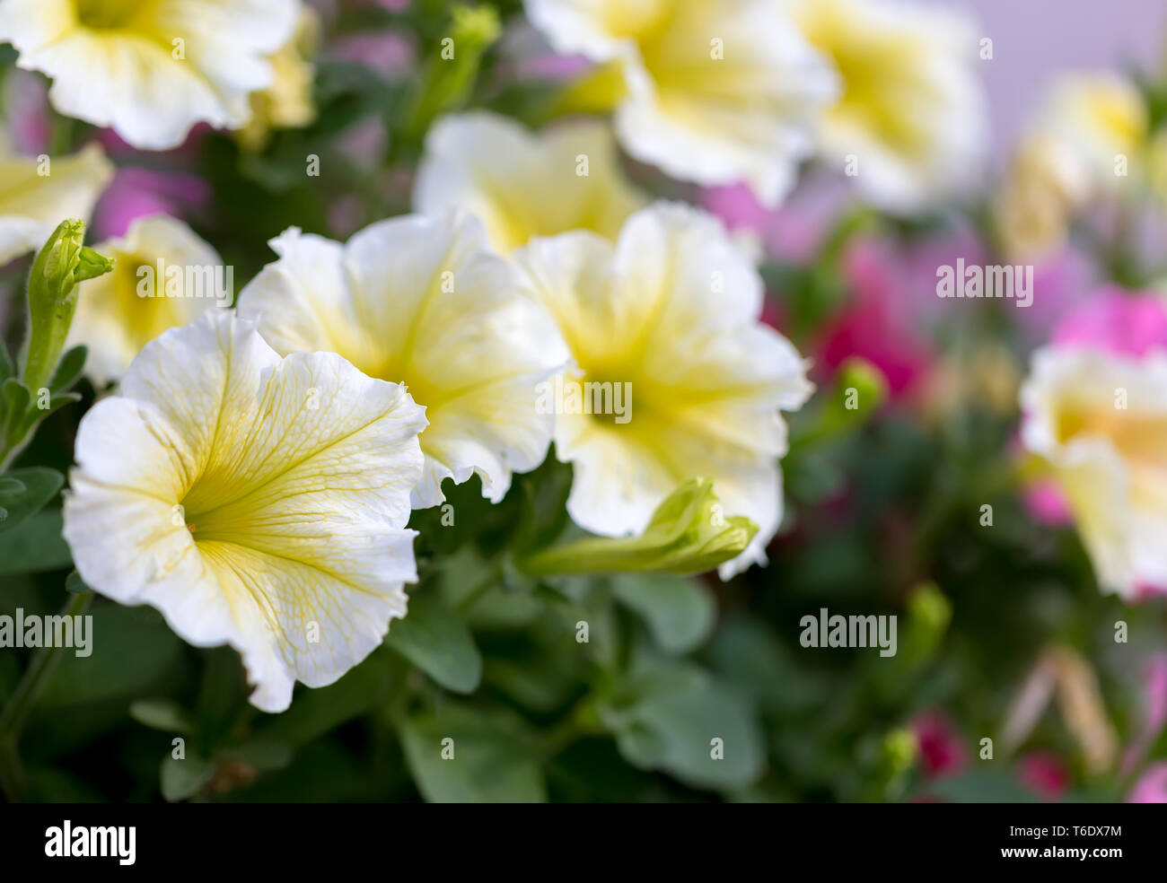 yellow flower Petunia Surfinia Vein Stock Photo Alamy