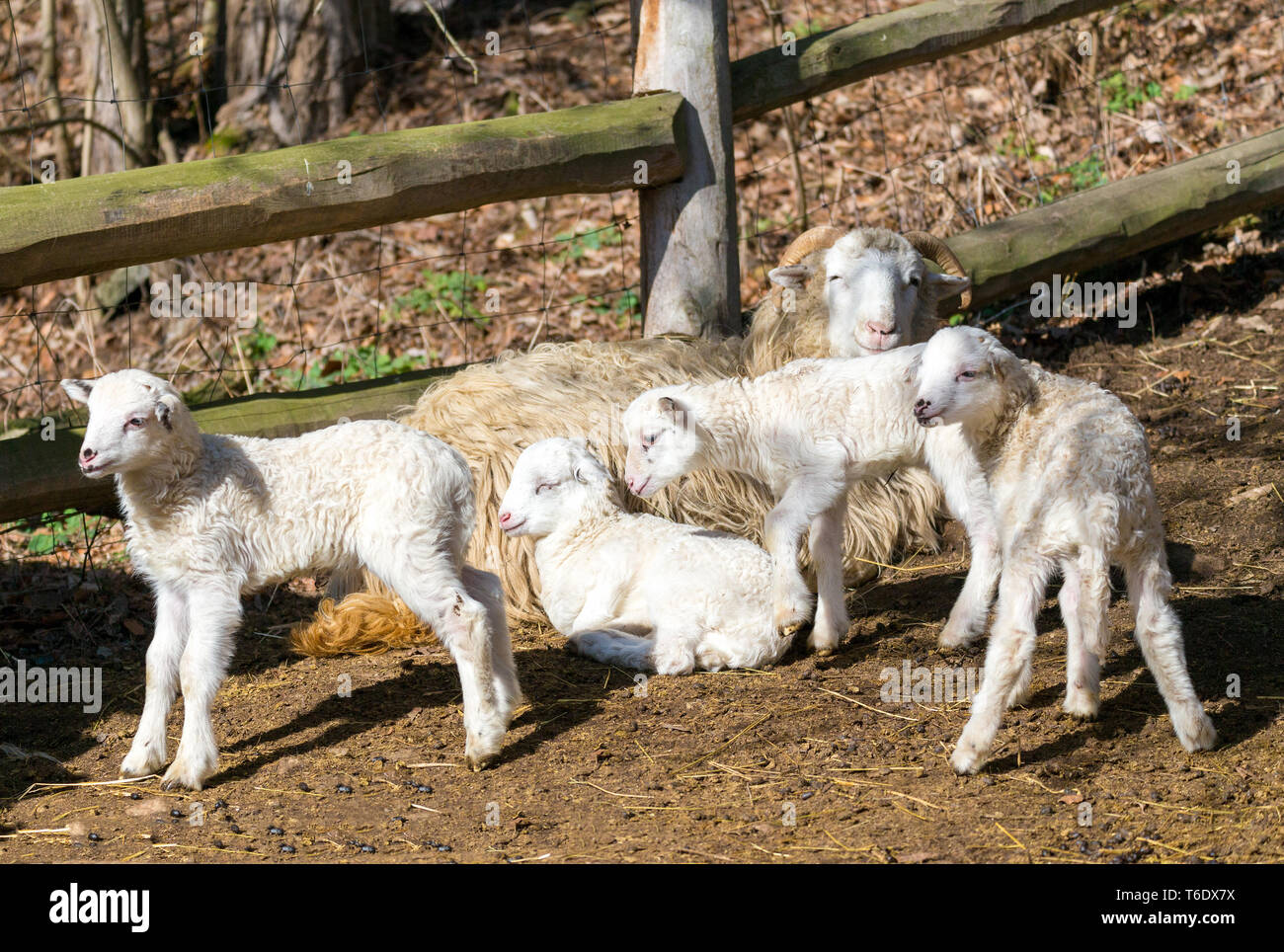 Sheep with lamb, easter symbol Stock Photo - Alamy