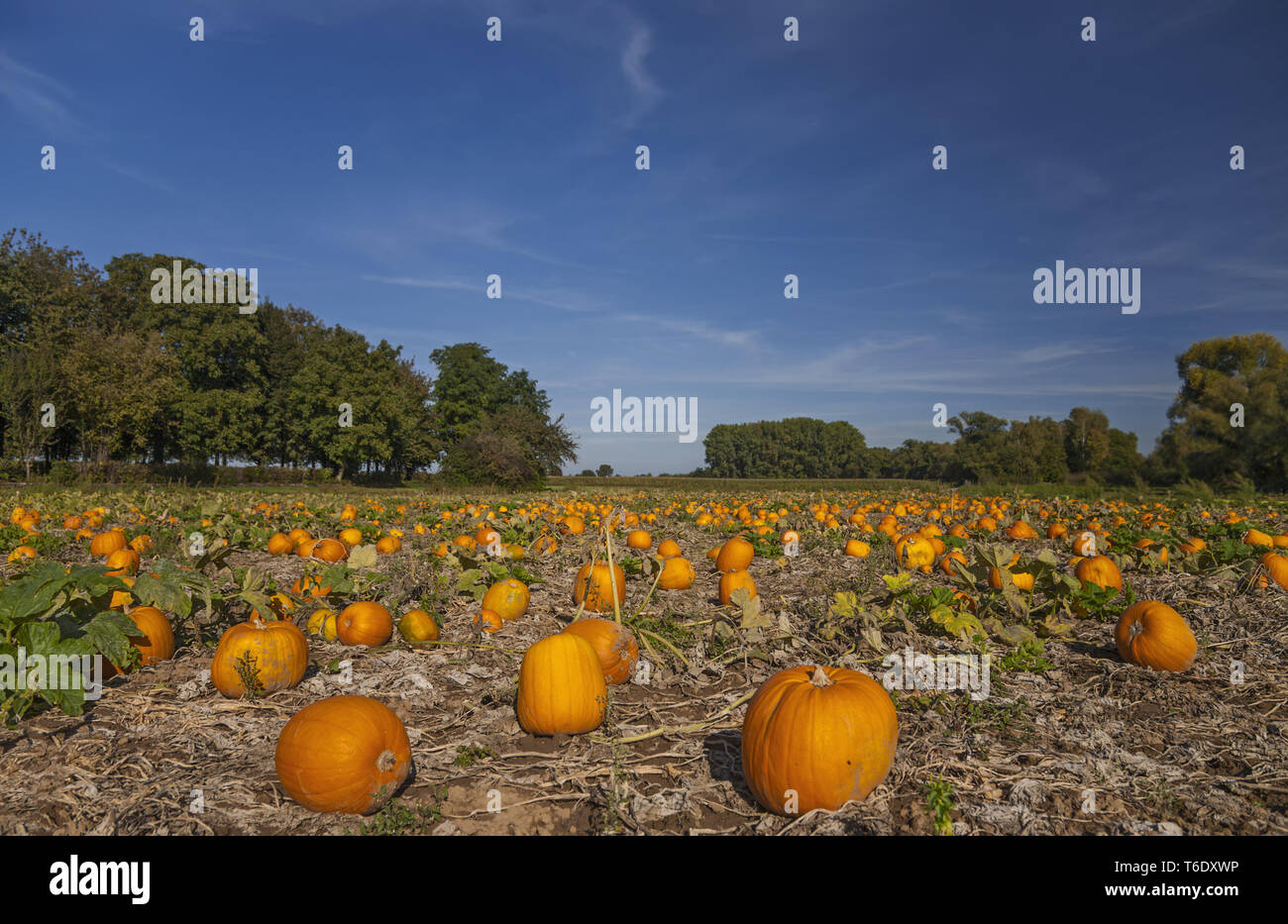 pumpkin Patch Stock Photo