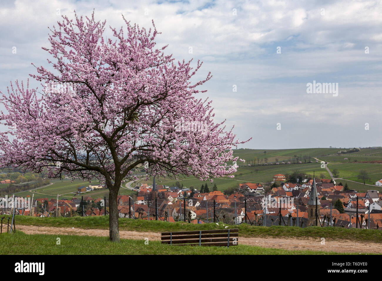Blossoming almond tree (Prunus dulcis) over Birkweiler Stock Photo