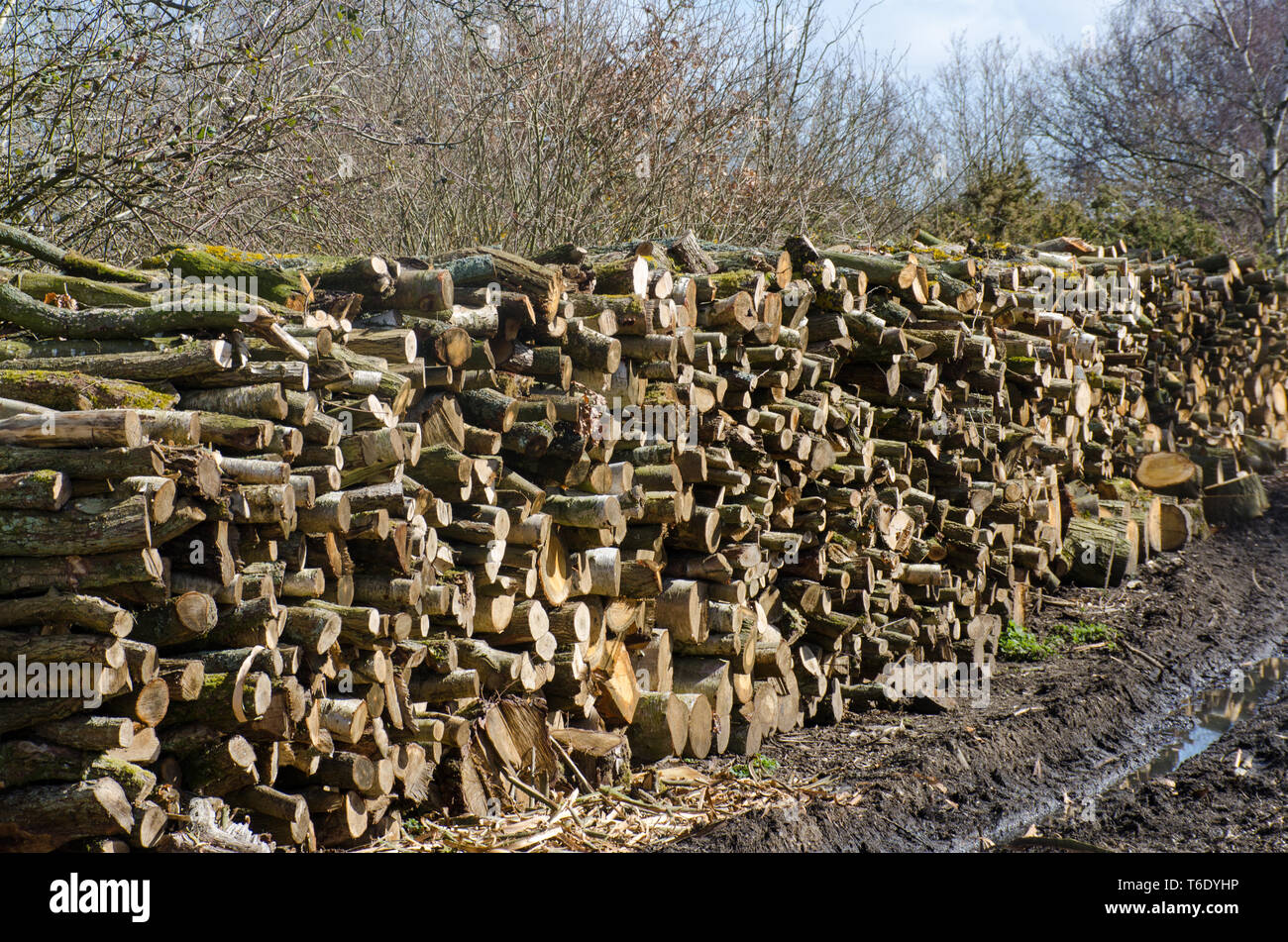 Large stockpile of logs in woodyard Stock Photo
