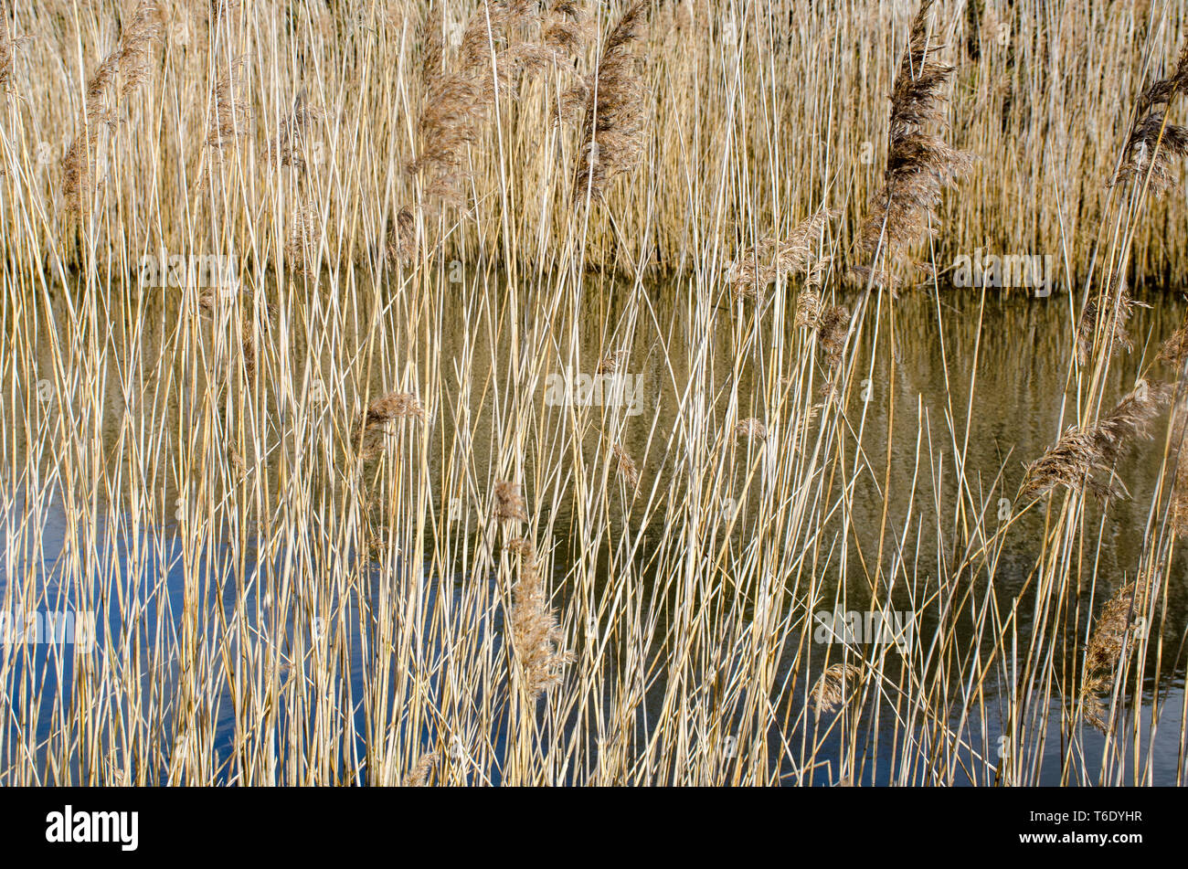 Tule Reeds Winter Reeds by lake in Winter Stock Photo - Alamy