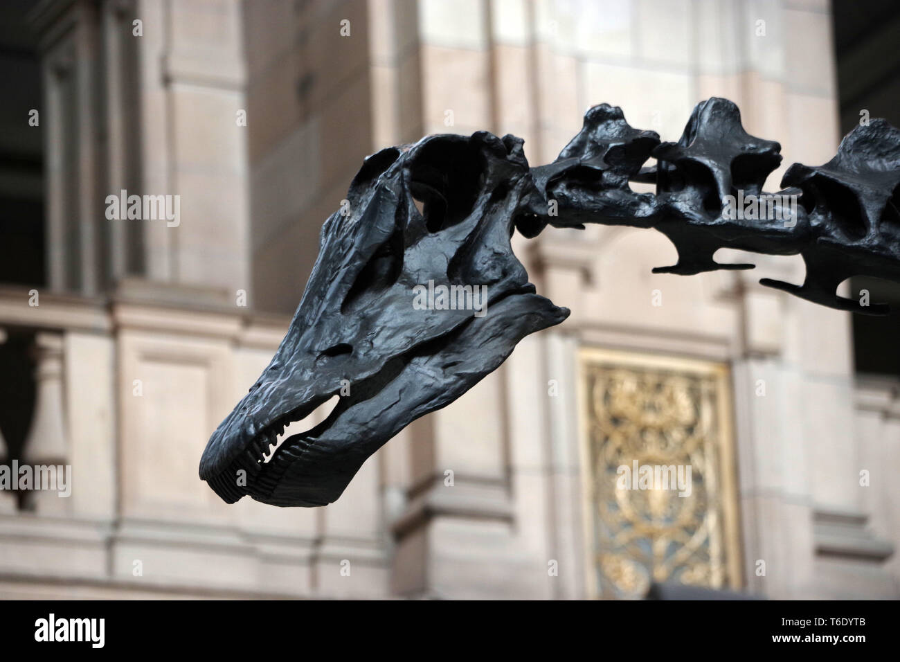 Dippy, the Natural History Museum’s iconic Diplodocus dinosaur skeleton ...