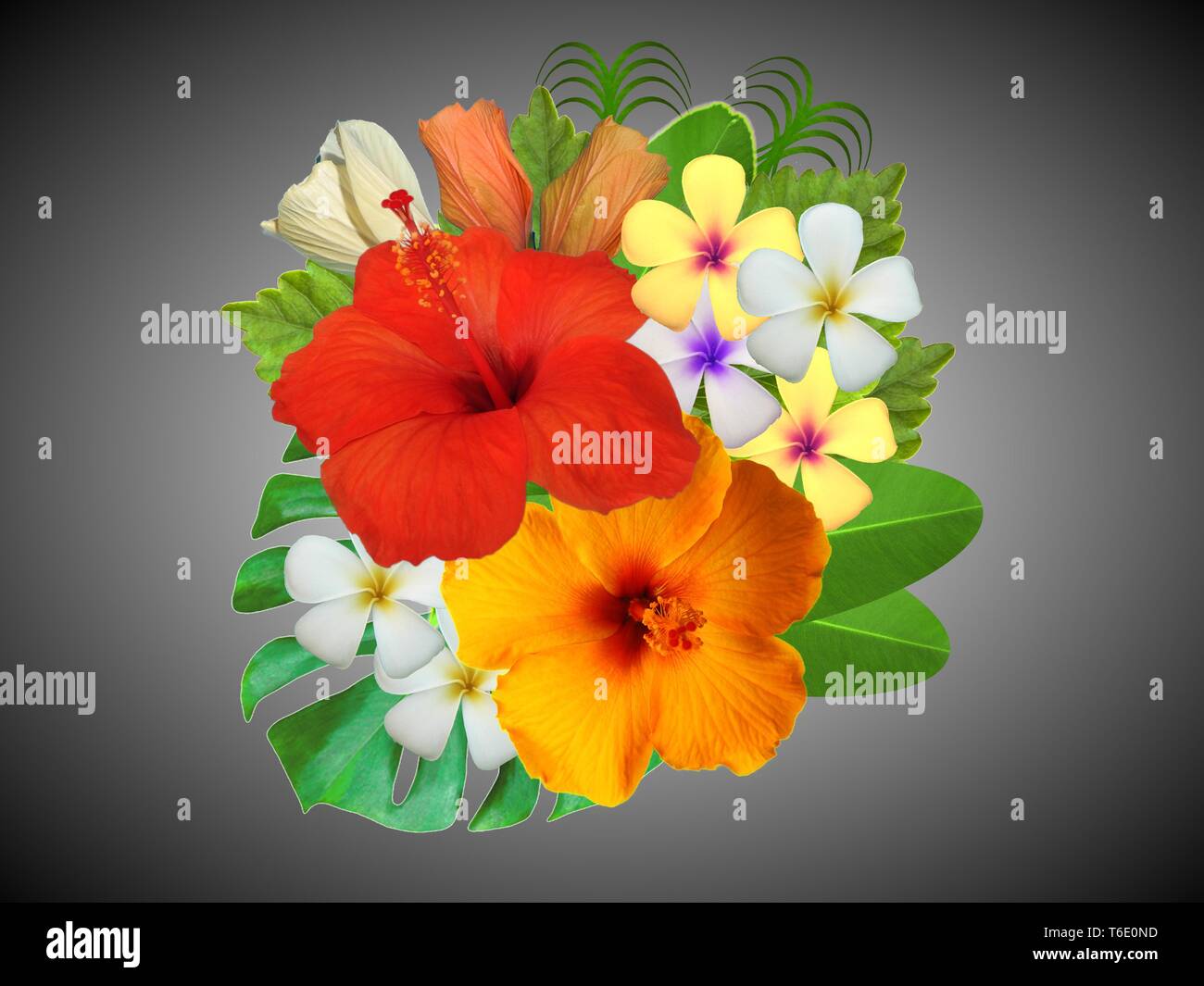 Frangipani And Hibiscus Blossoms High Resolution Stock Photography and — free download