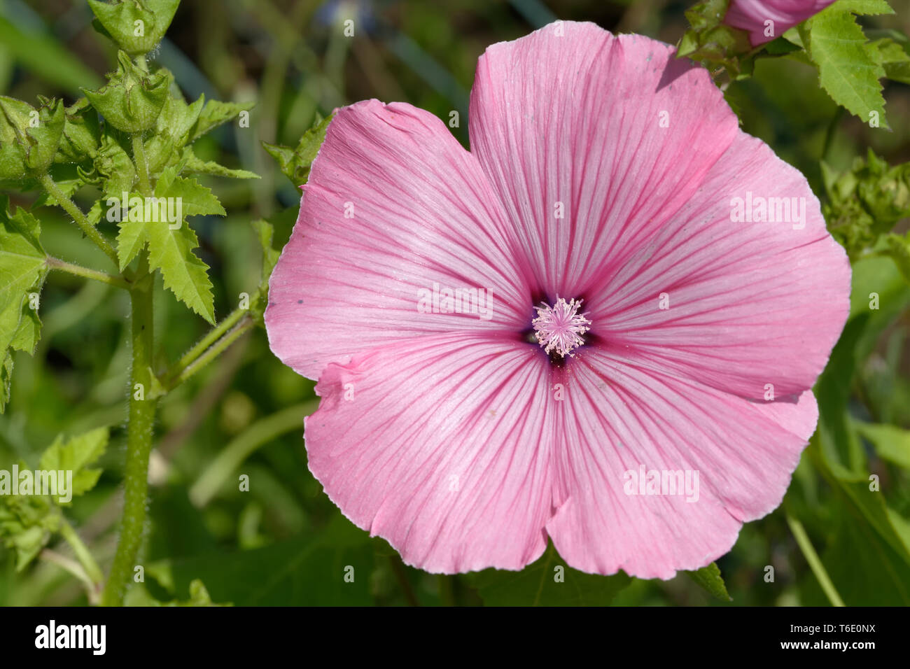 Royal mallow hires stock photography and images Alamy