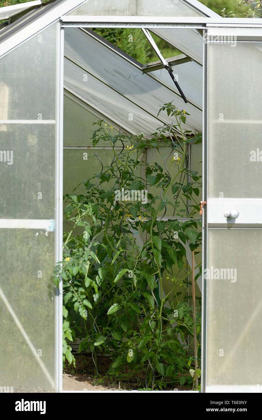 tomatoes in the glasshouse Stock Photo Alamy