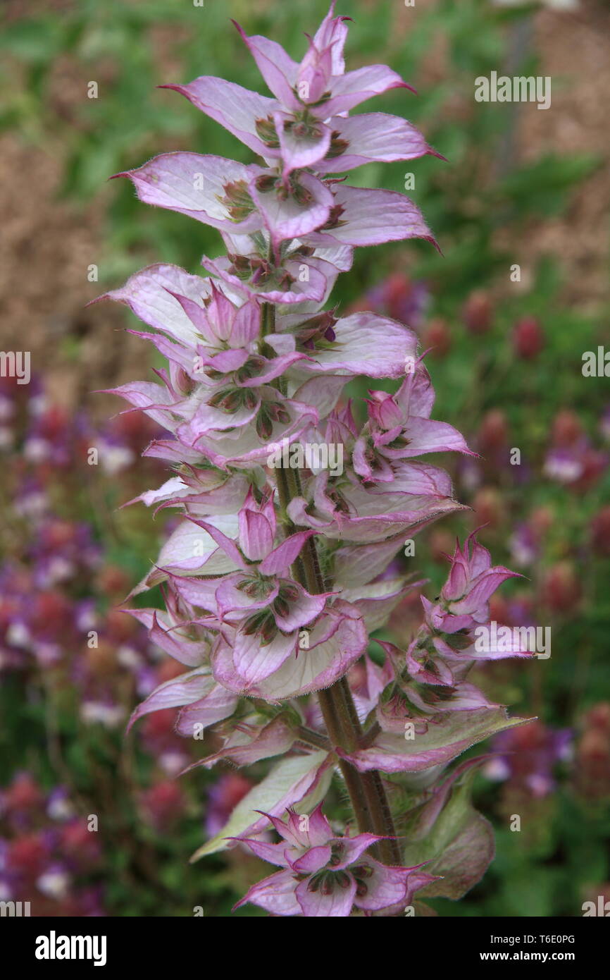 Bloomy muscatel sage Stock Photo