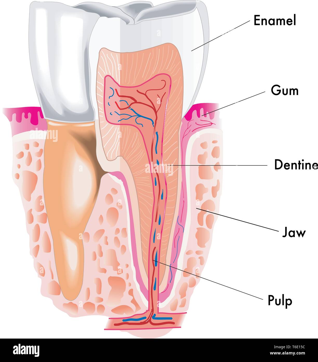 medical Illustration of the section of the tooth Stock Vector