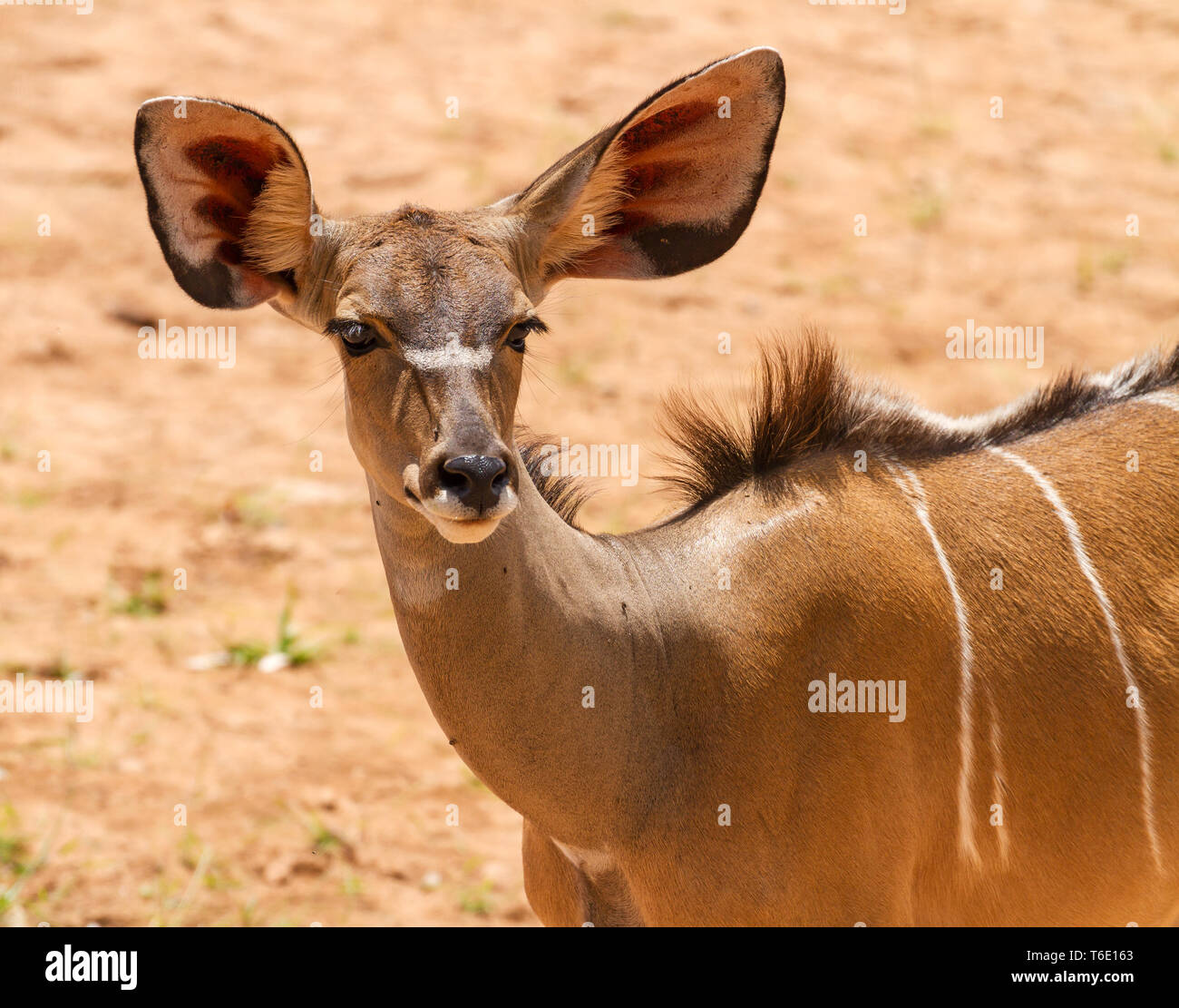 Close-up female greater kudu Tragelaphus strepsiceros. Beautiful fae with big ears listening and big eyes with long lashes. Samburu National Reserve, Stock Photo