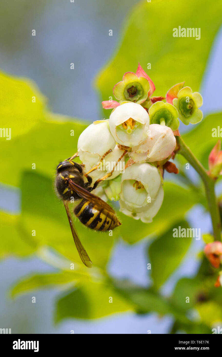Pollination Yellowjacket wasp on the flower of a Northern highbush