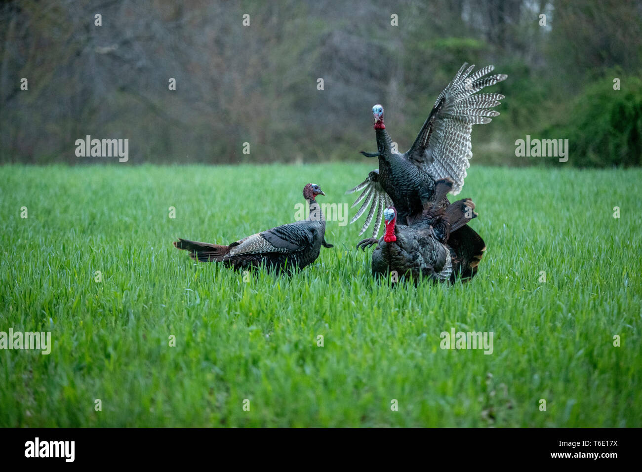 Jake turkeys fight decoys Stock Photo Alamy