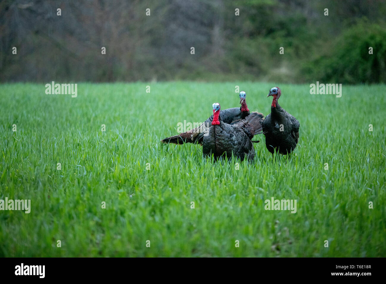 Turkey jake hires stock photography and images Alamy