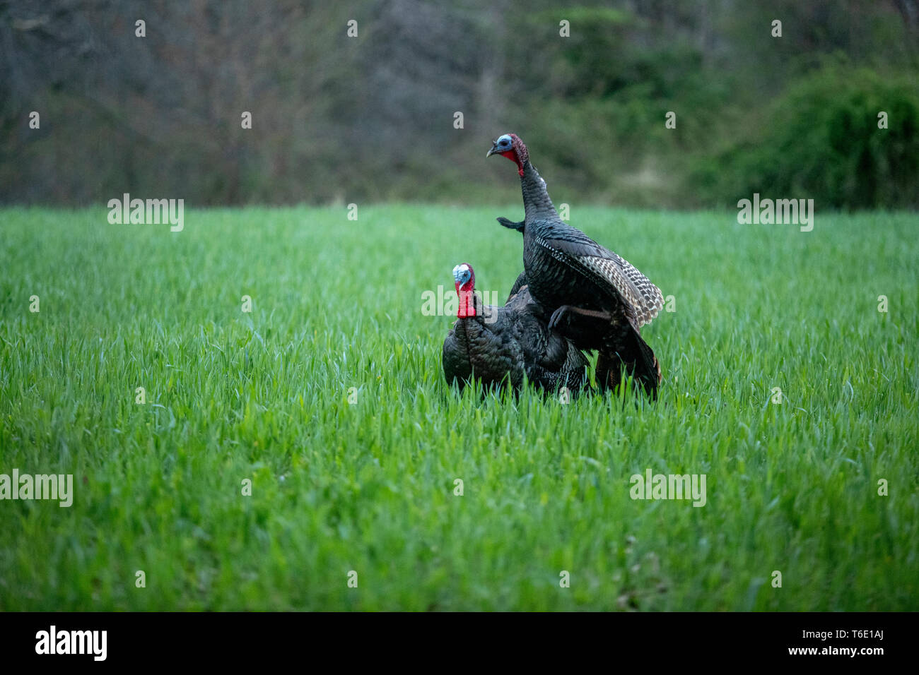Jake turkeys fight decoys Stock Photo Alamy