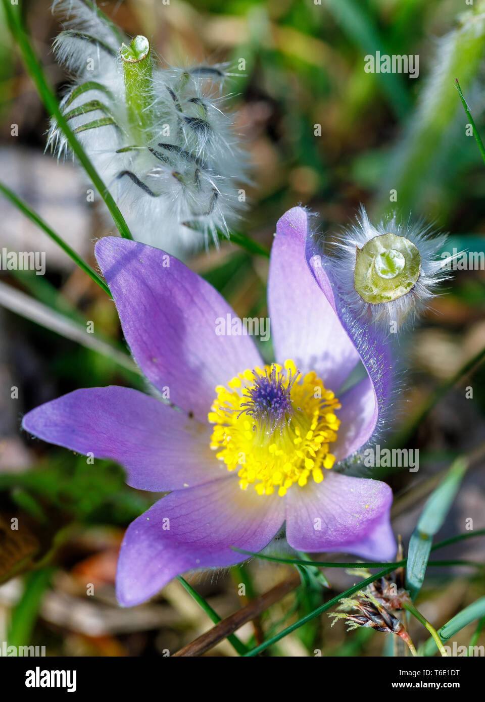 spring flower Pulsatilla pratensis (small pasque flower) Stock Photo