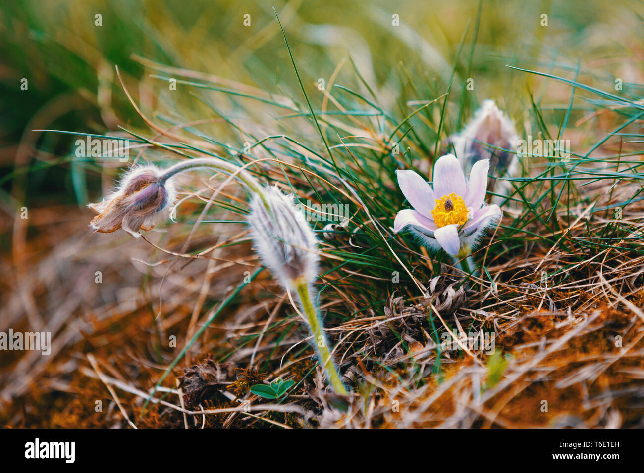 spring flower Pulsatilla pratensis (small pasque flower) Stock Photo