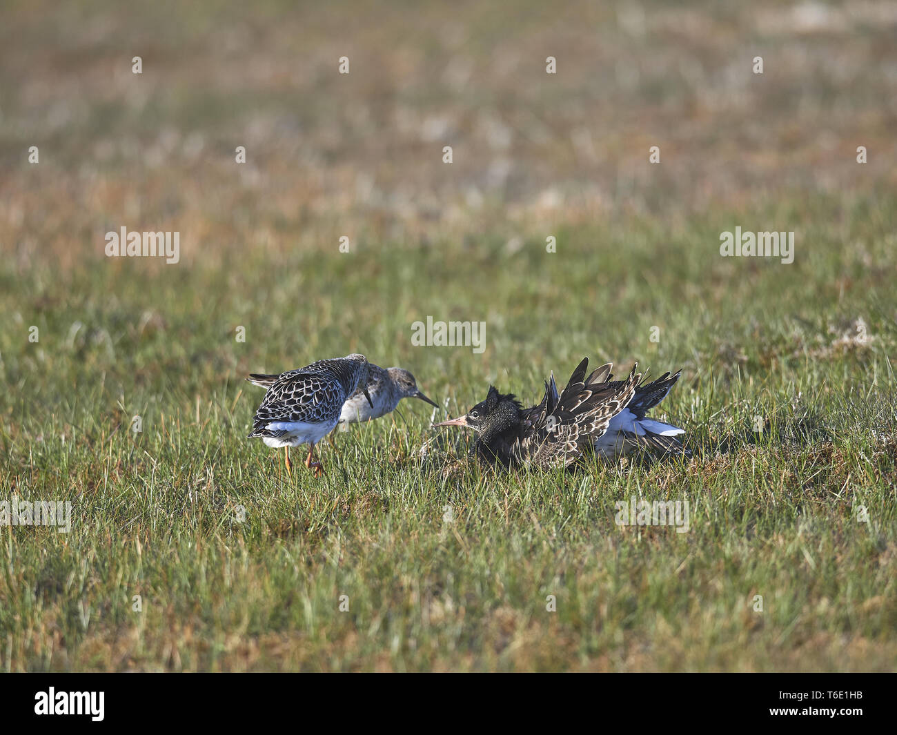 Ruff lek hi-res stock photography and images - Alamy