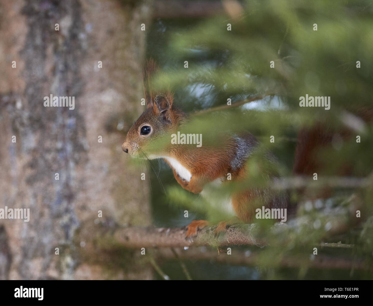 Eurasian red squirrel Stock Photo