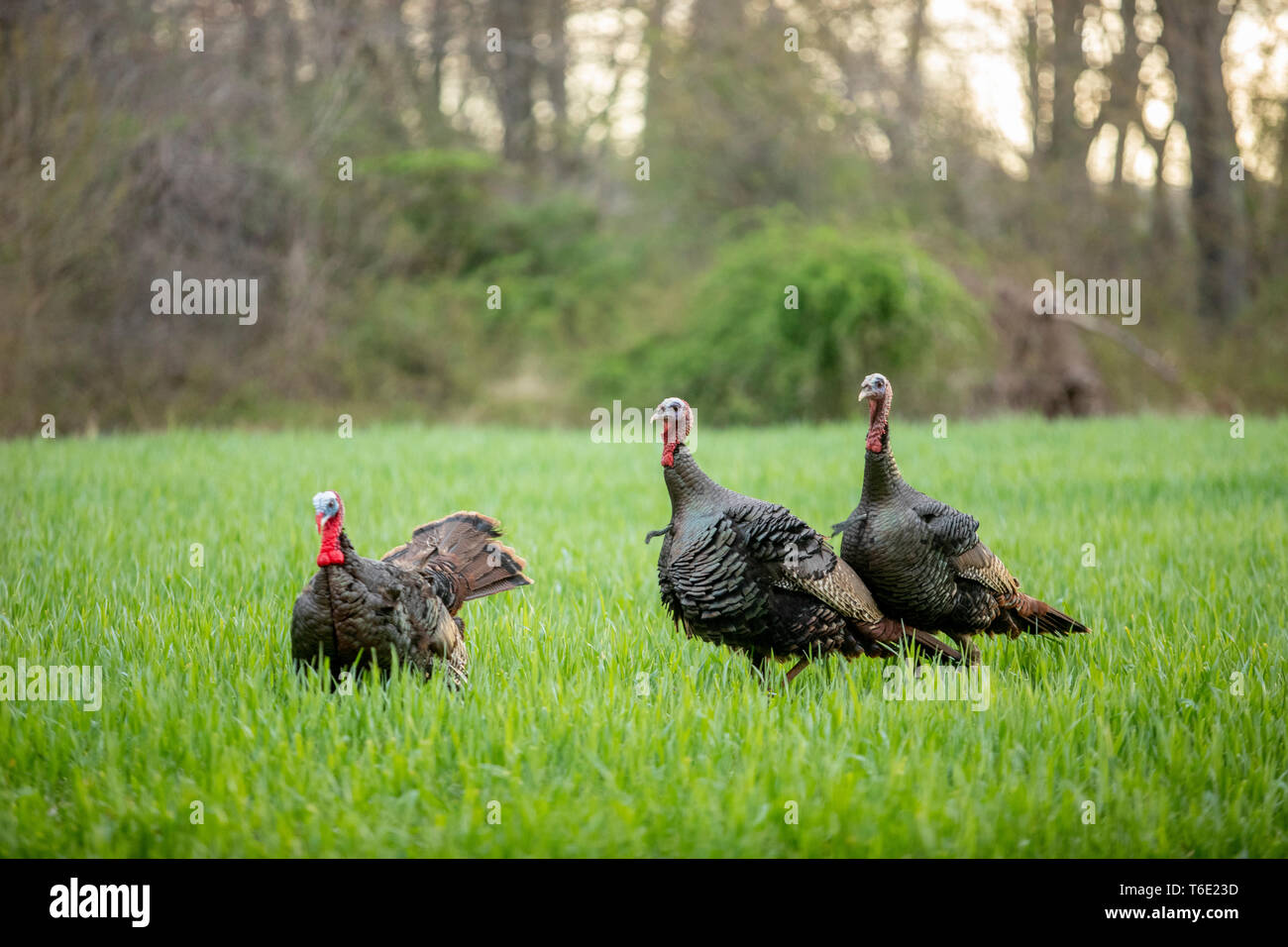 Turkey jake hires stock photography and images Alamy