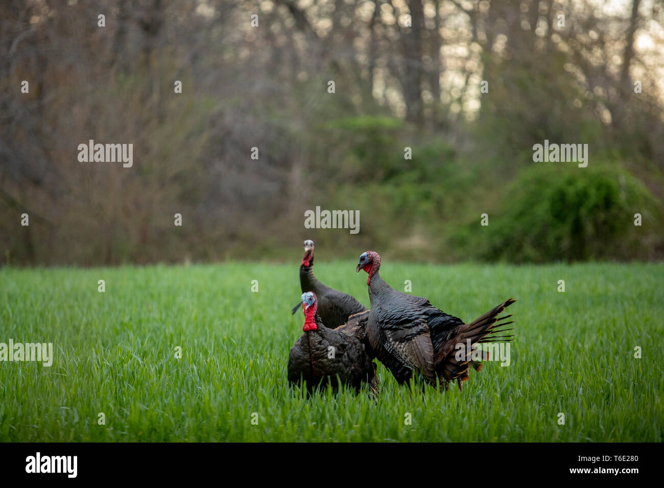 Jake turkeys fight decoys Stock Photo Alamy