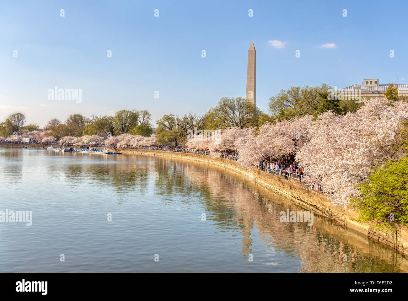 Tens of Thousands of Tourists Throng the Tidal Basin in Washington DC to View Cherry Blossoms Stock Photo