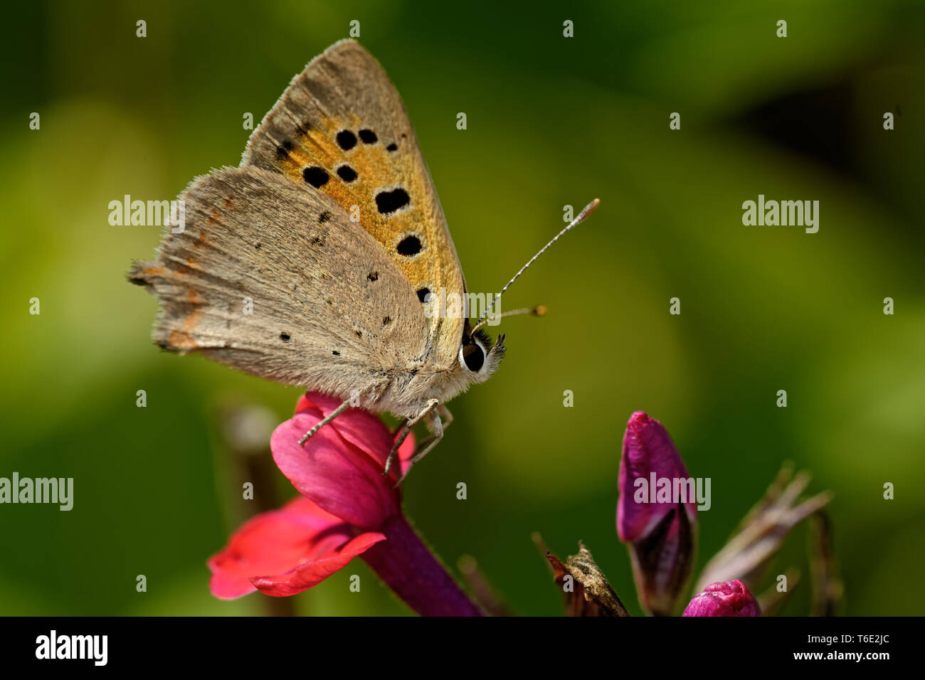 Small Copper Variation Small copper hi-res stock photography and images - Alamy